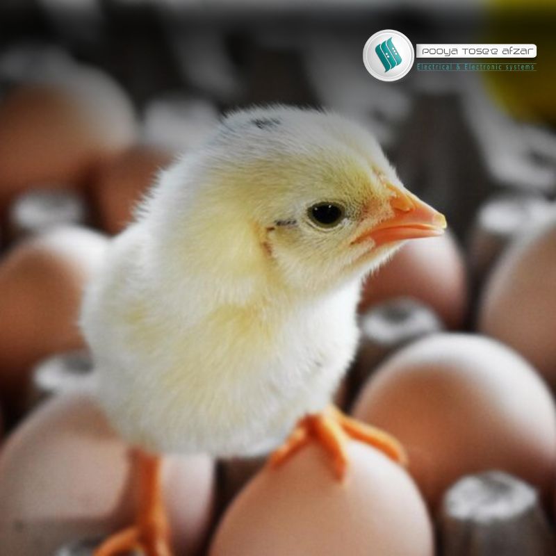 یو پی‌اس برای دستگاه جوجه‌کشی